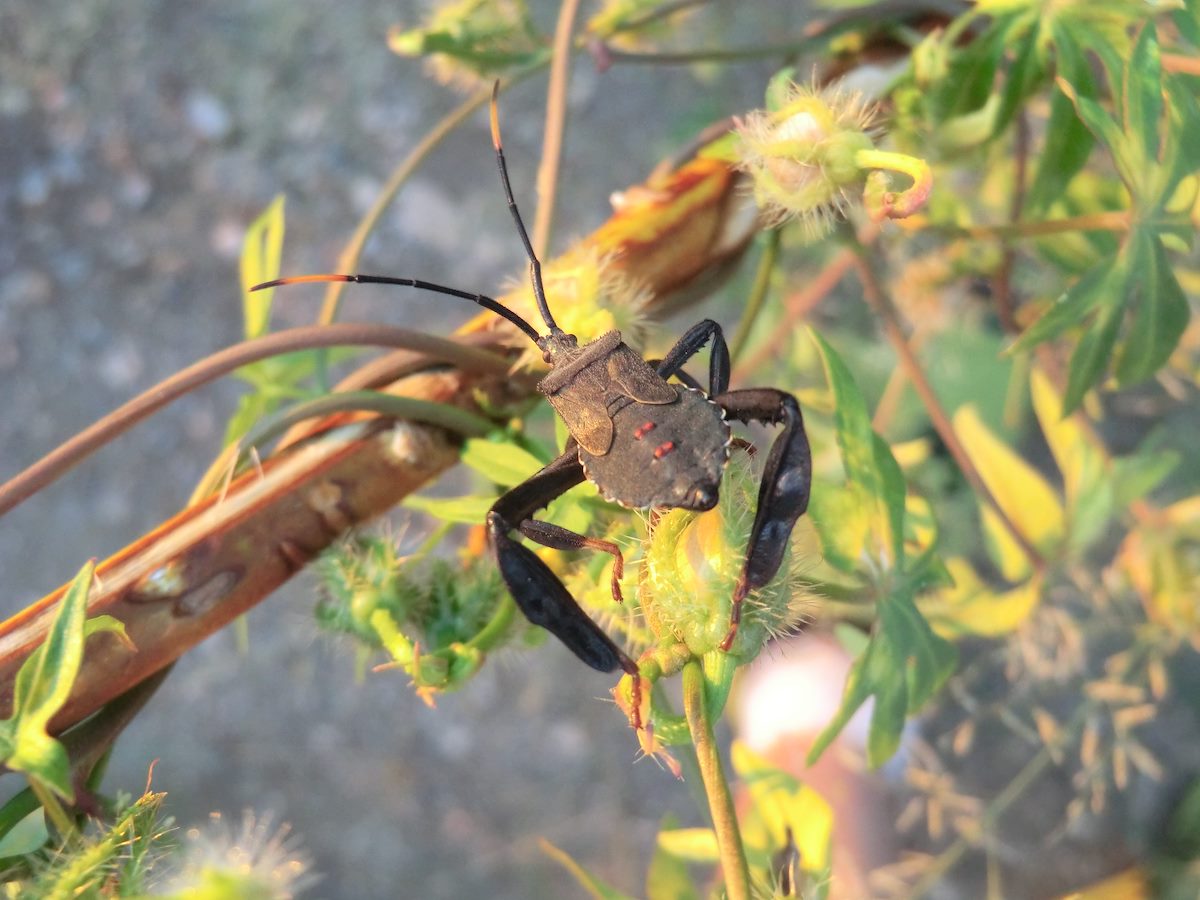 2012 September Leaf-footed Bug