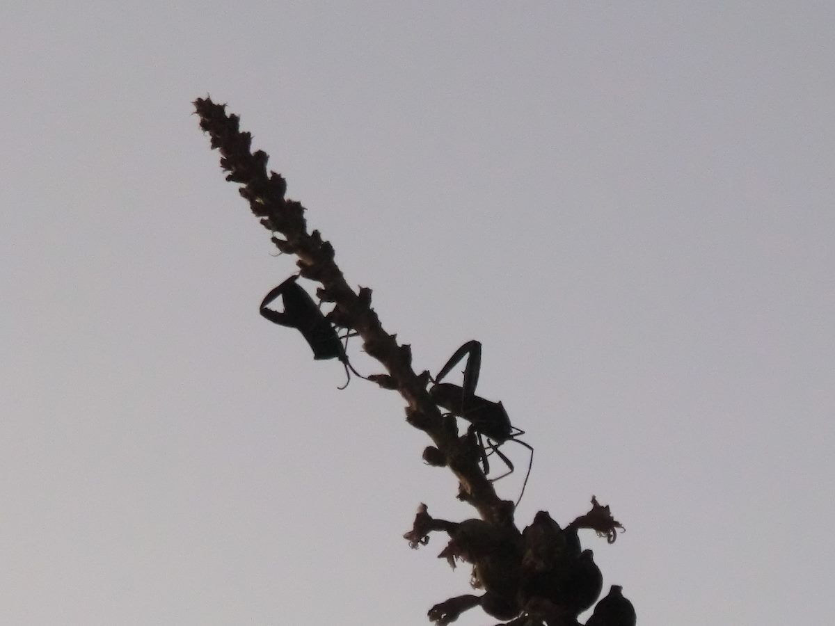 2012 September Leaf-footed Bugs against the sky