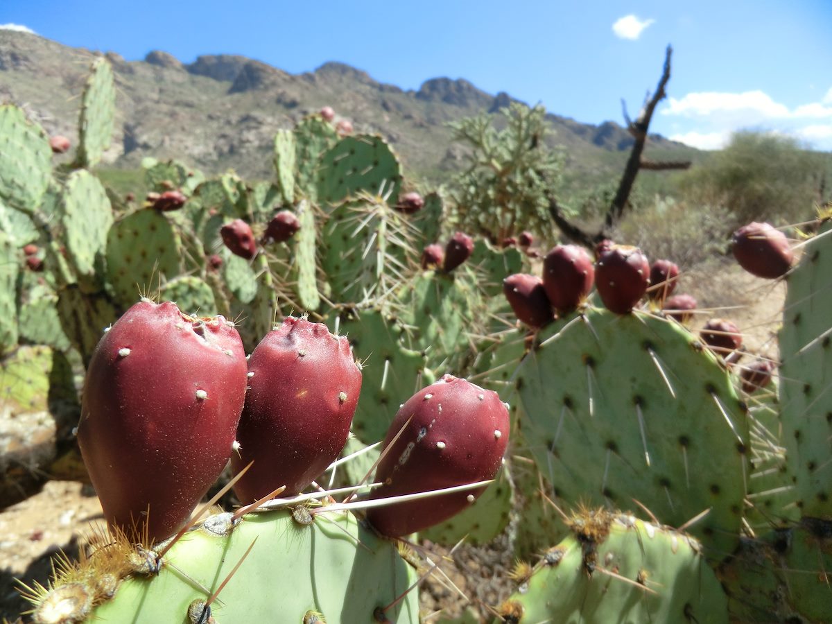 2012 September Prickly Pear Fruit