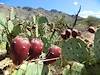 2012 September Prickly Pear Fruit