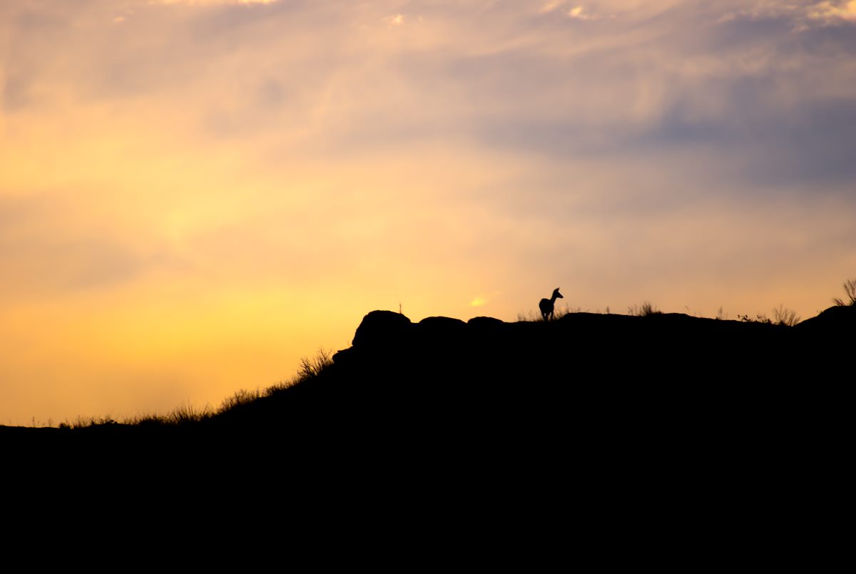 2013 August A Deer in the Sunset near Prison Camp