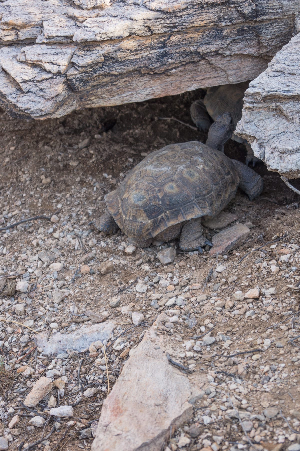 2013 August Desert Tortoise 1