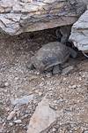 2013 August Desert Tortoise 1