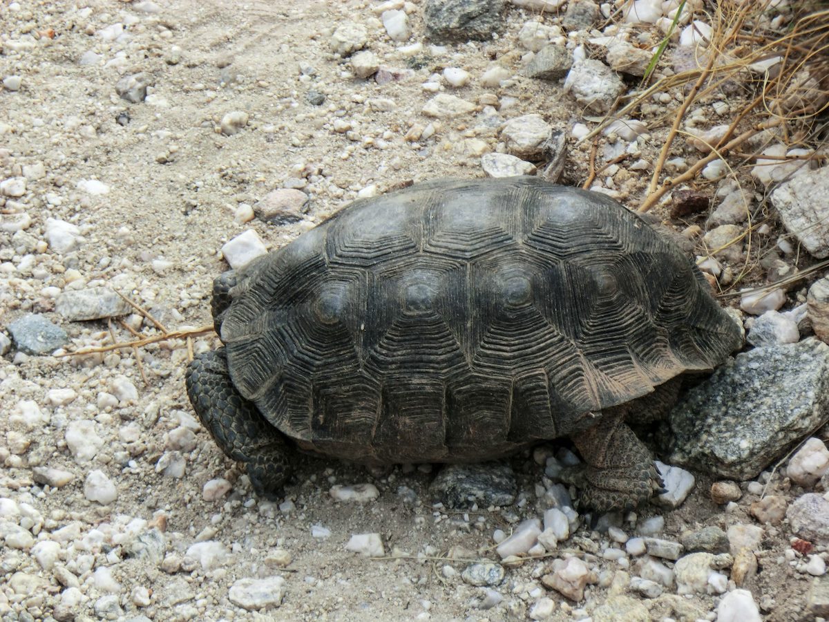 2013 August Desert Tortoise 3