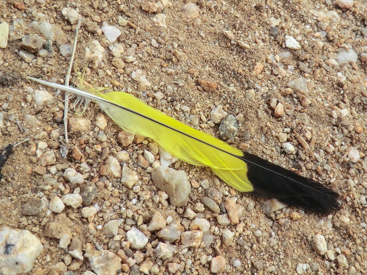 2013 August Feather on the Pontatoc Canyon Trail