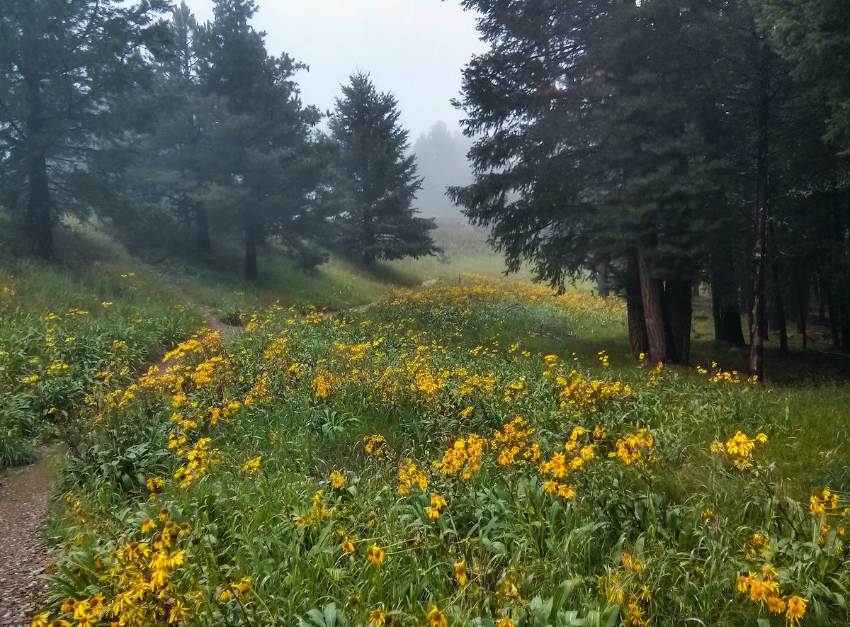 2013 August Flowers along the Meadow Trail