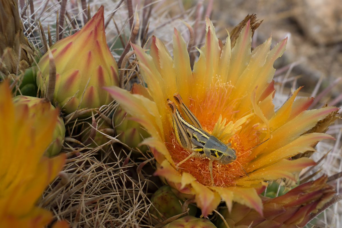 2013 August Grasshopper in Cactus Flower