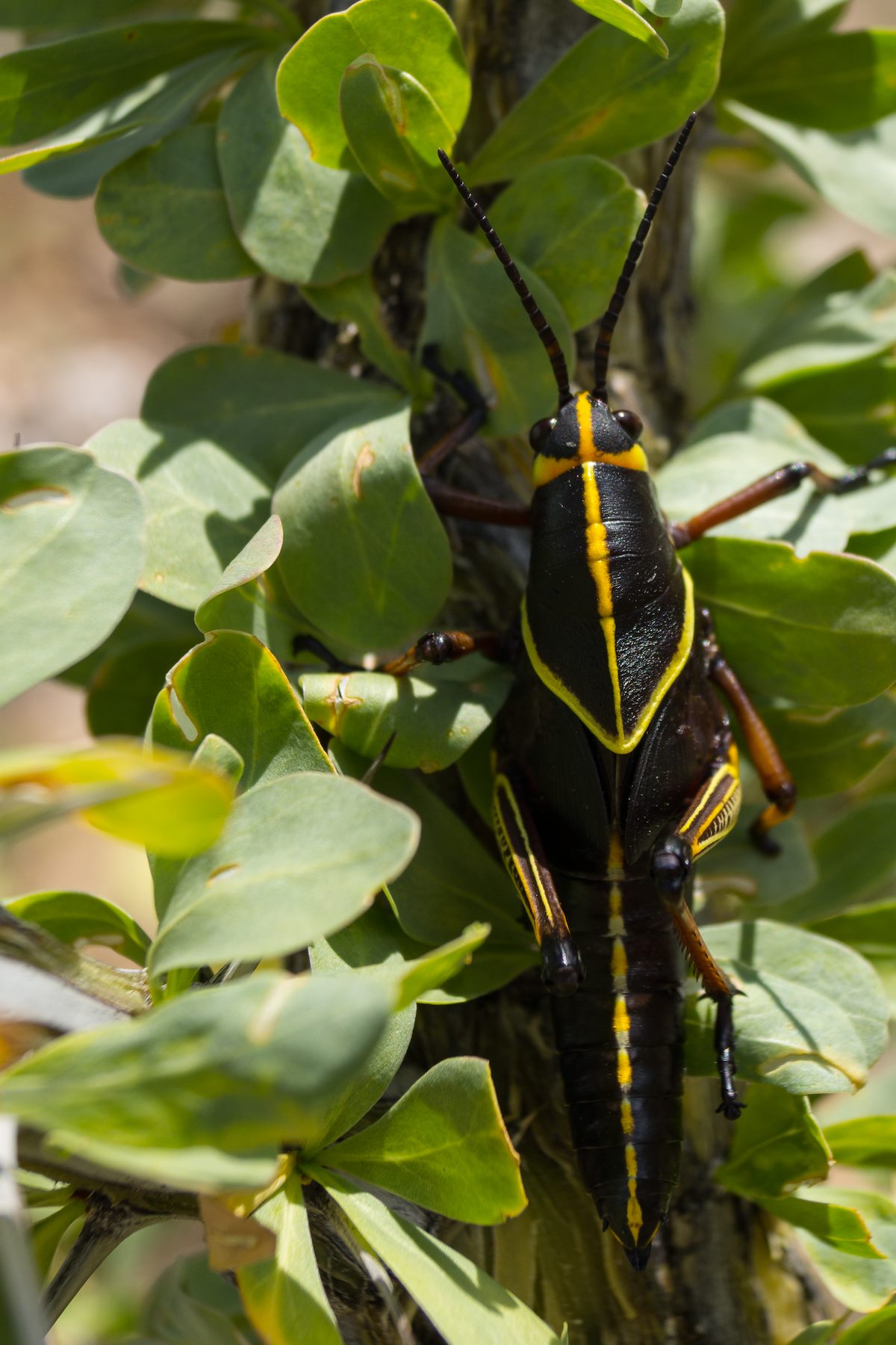 2013 August Horse Lubber in Ocotillo