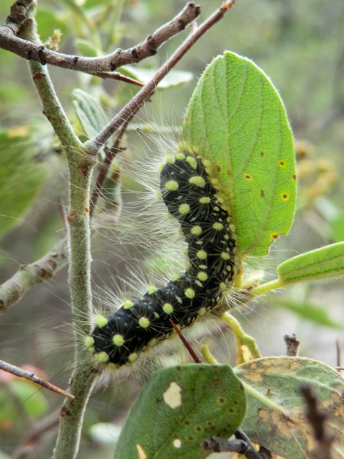 2013 August Stinging Caterpillar