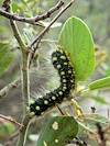2013 August Stinging Caterpillar