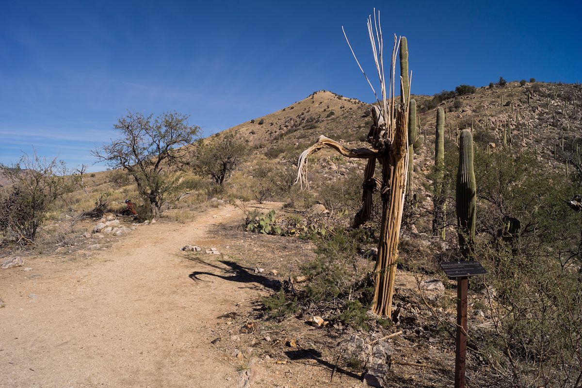 2013 December Agua Caliente Forest Road 4445 Junction