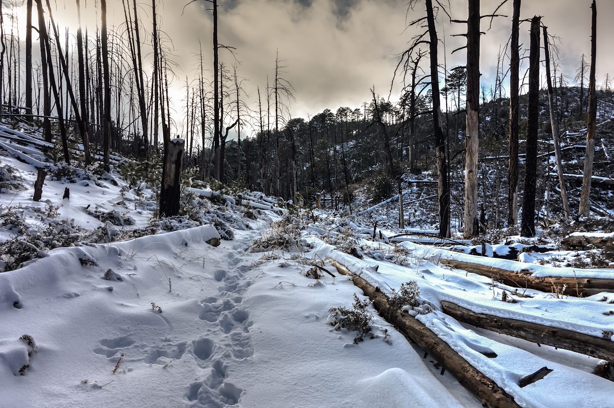 2013 December Box Camp Trail in the Snow