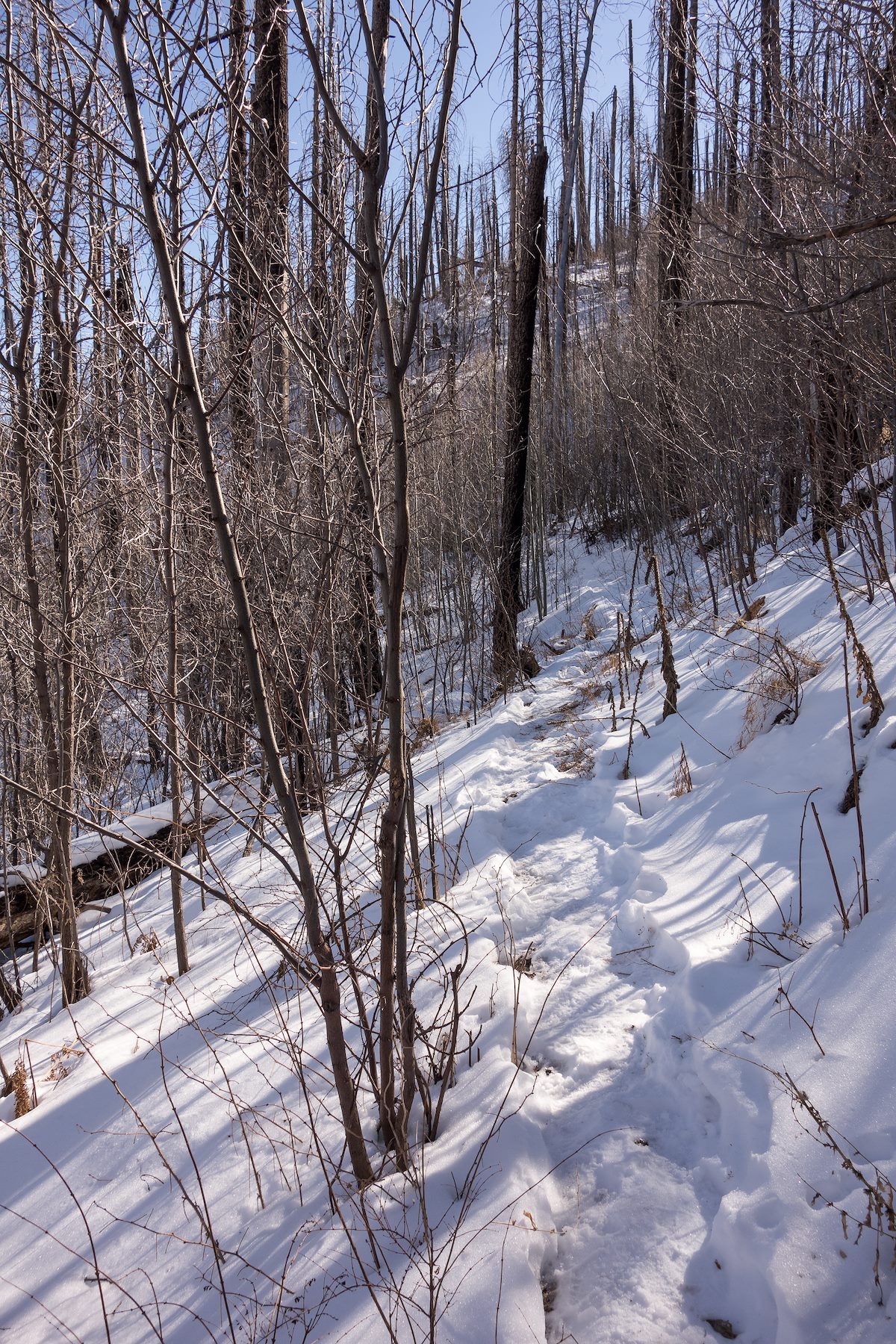 2013 December Near the start of the Mint Spring Trail