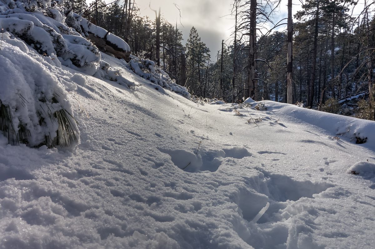2013 December Start of untouched snow