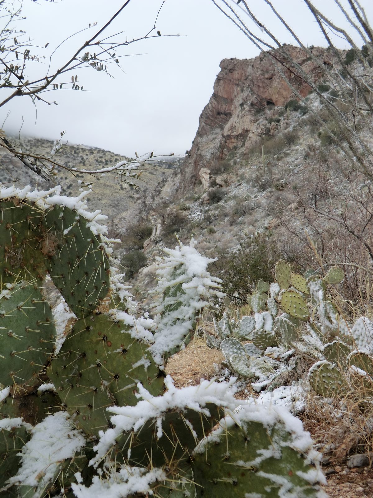 2013 February Snowy Prickly Pear and Pontatoc Cliffs