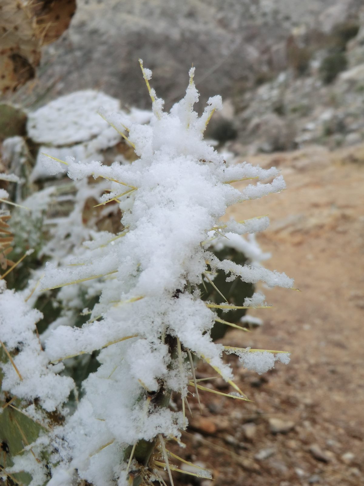 2013 February Snowy Prickly Pear on Pontatoc Ridge
