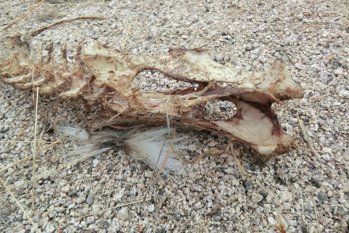 2013 January Bones and Fur