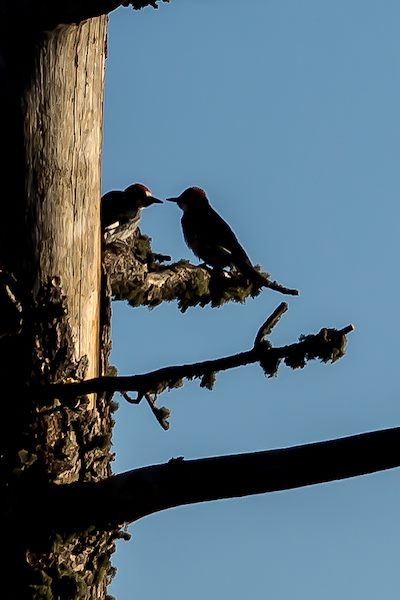 2013 July Acorn Woodpeckers near Kellogg Mountain