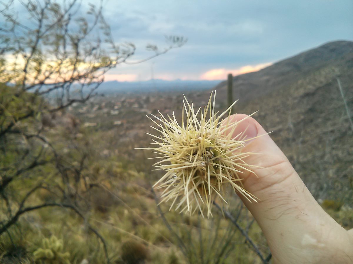 2013 July Cholla Sunset Thumb