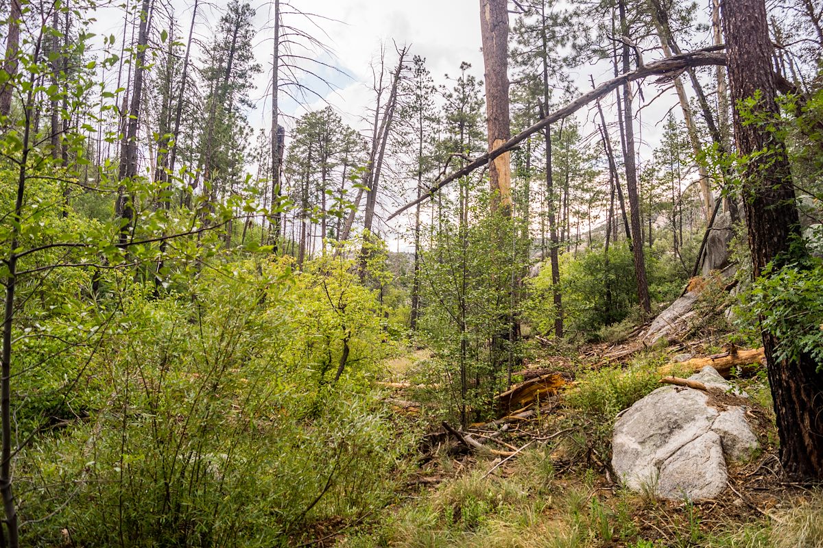 2013 July New Growth