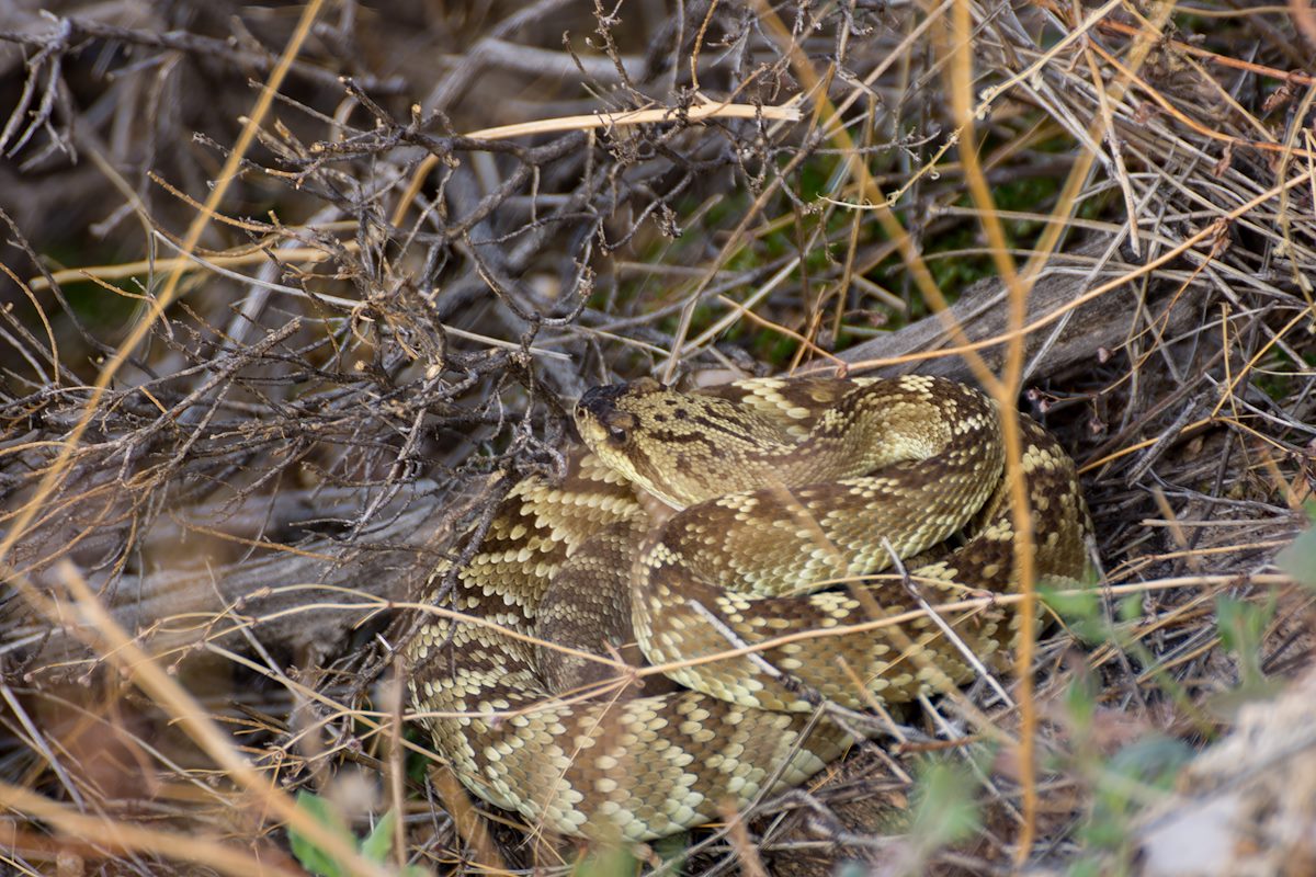 2013 July Rattlesnake