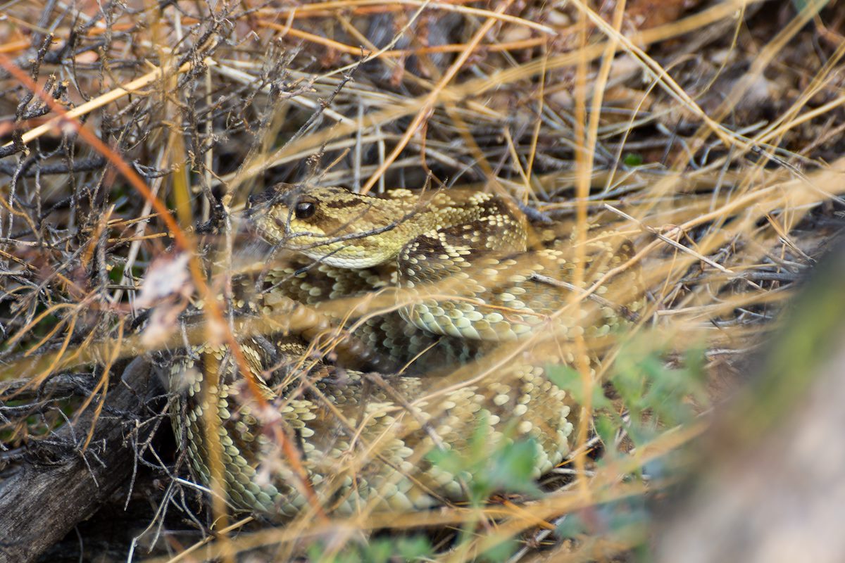 2013 July Snake in the Grass