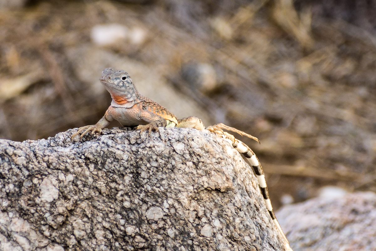 2013 July Zebra-tailed lizard