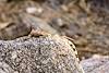 2013 July Zebra-tailed lizard