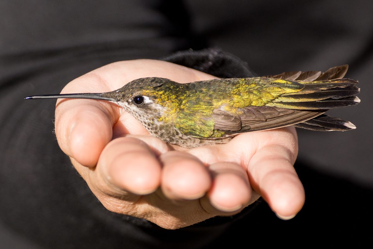 2013 June Alison holding a Hummingbird