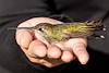 2013 June Alison holding a Hummingbird