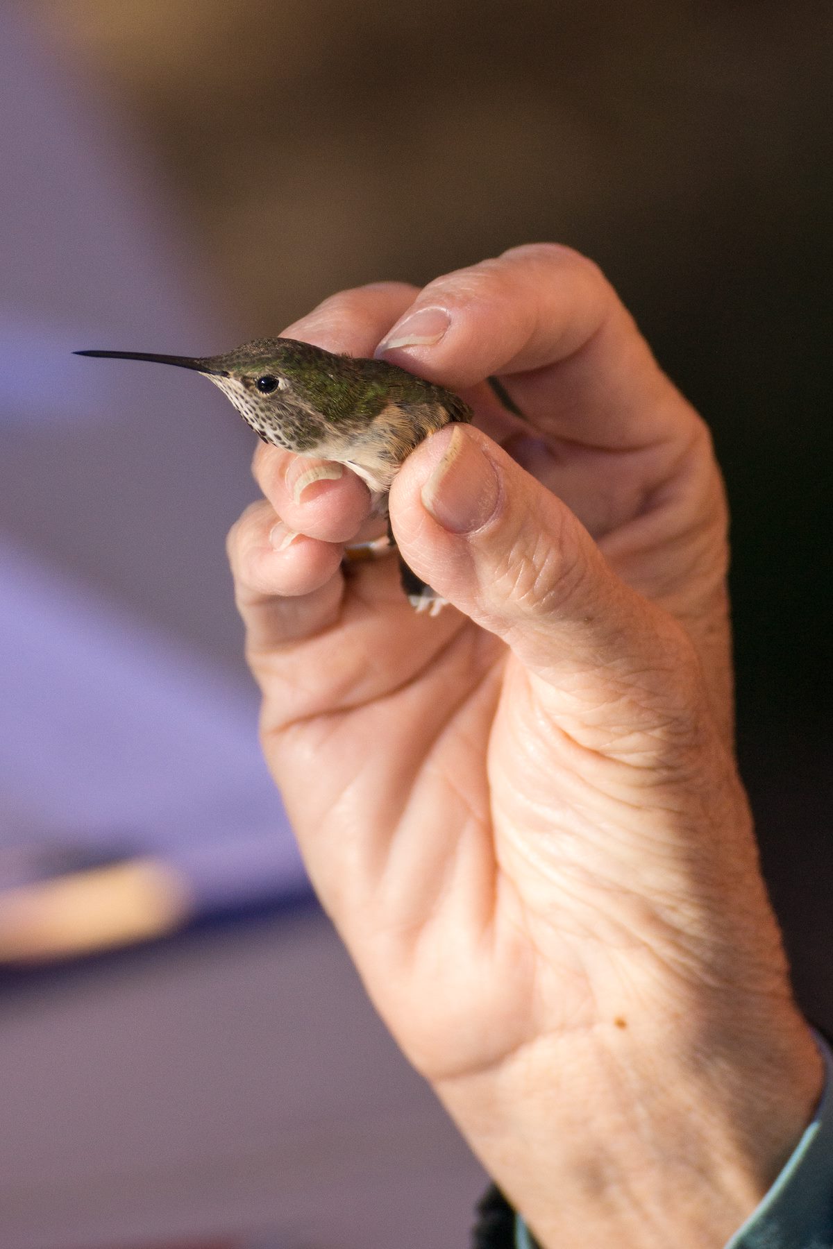 2013 June Going in for Feeding