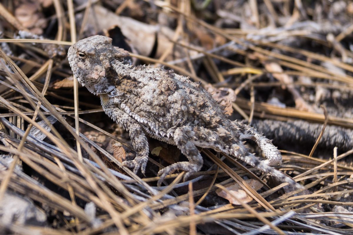 2013 June Horned Lizard on the Samaniego Ridge Trail