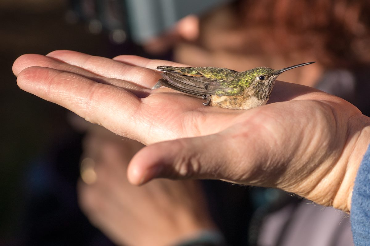 2013 June Hummingbird