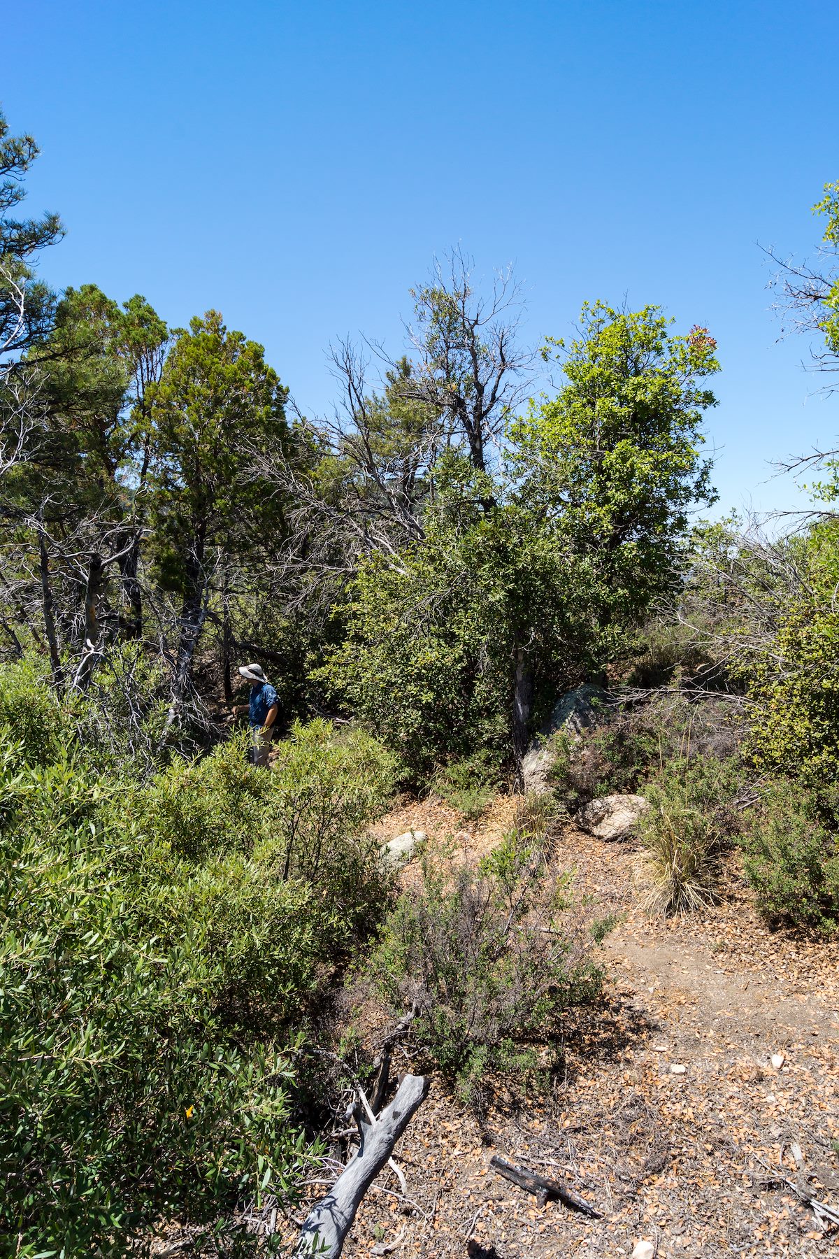 2013 June Lance on the Samaniego Ridge Trail