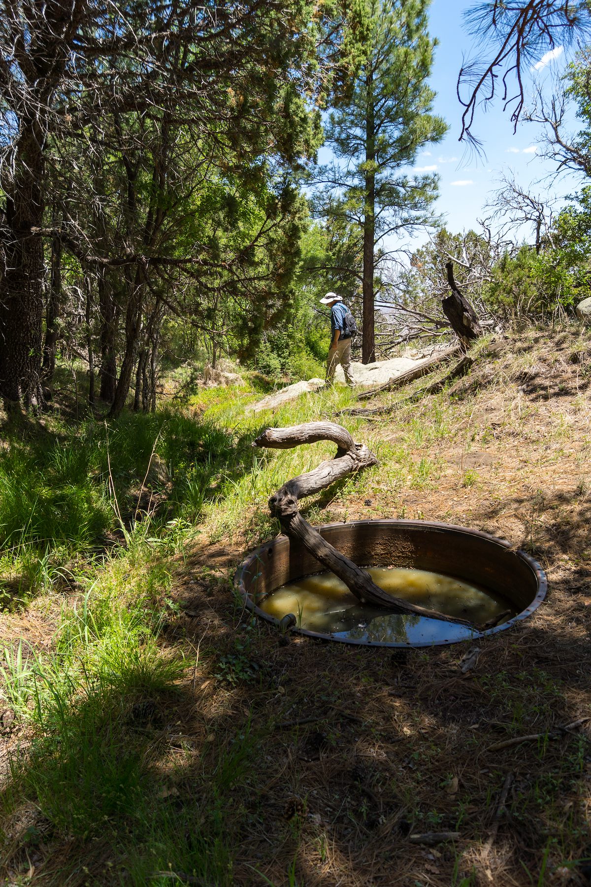 2013 June Walnut Spring