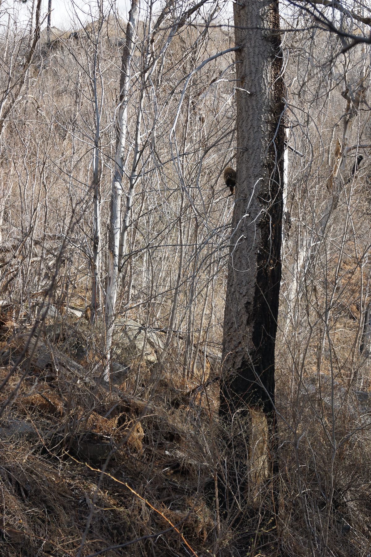 2013 March Coati 2-2