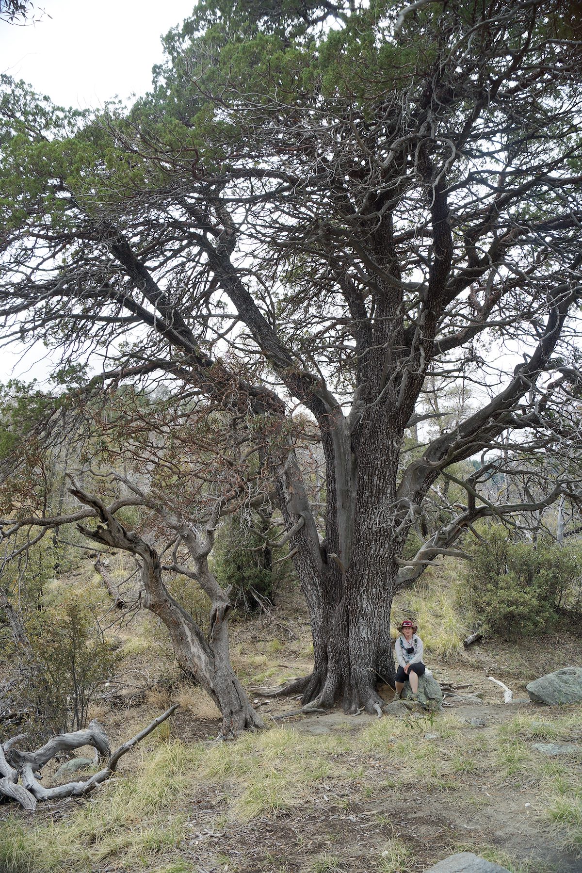 2013 March Keebler Tree
