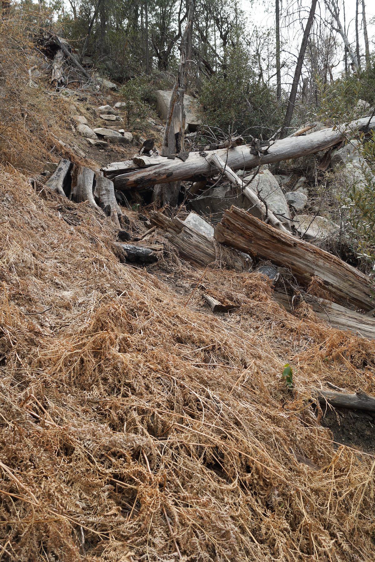 2013 March Trail Near Maverick Spring