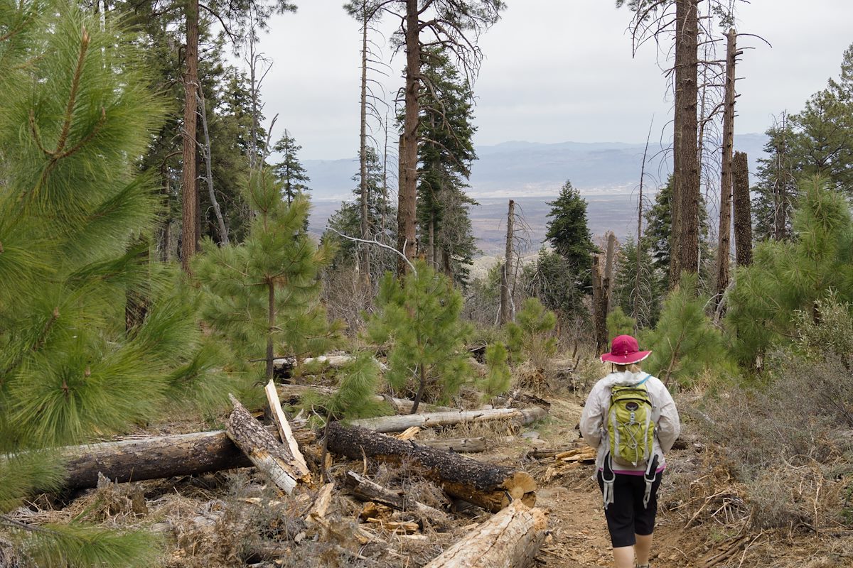 2013 March Young Pines along the Butterfly Trail