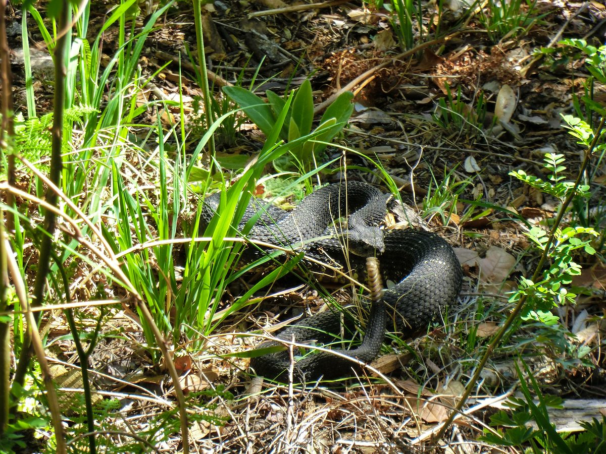 2013 May Arizona Black Rattlesnake Warning Us on the Canada del Oro Trail