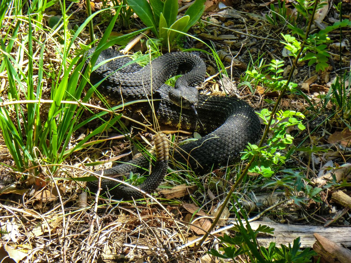 2013 May Arizona Black Rattlesnake with tongue out on the Canada del Oro Trail