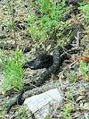 2013 May Arizona Black Rattlesnake