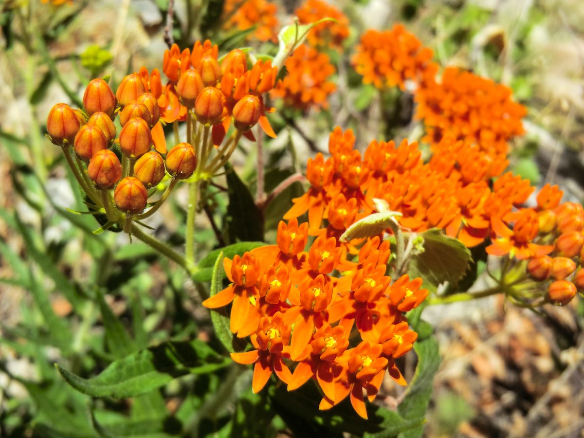 2013 May Butterflyweed near the CDO