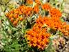 2013 May Butterflyweed near the CDO