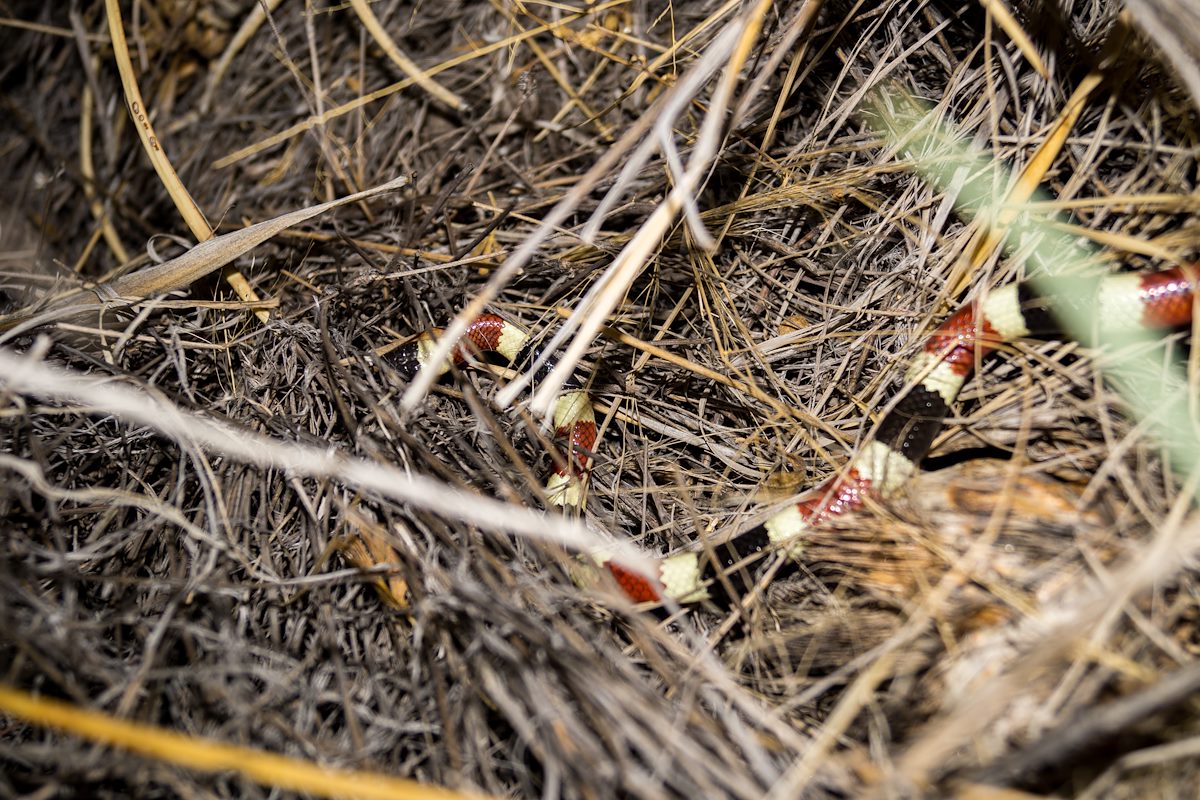 2013 May Coral Snake