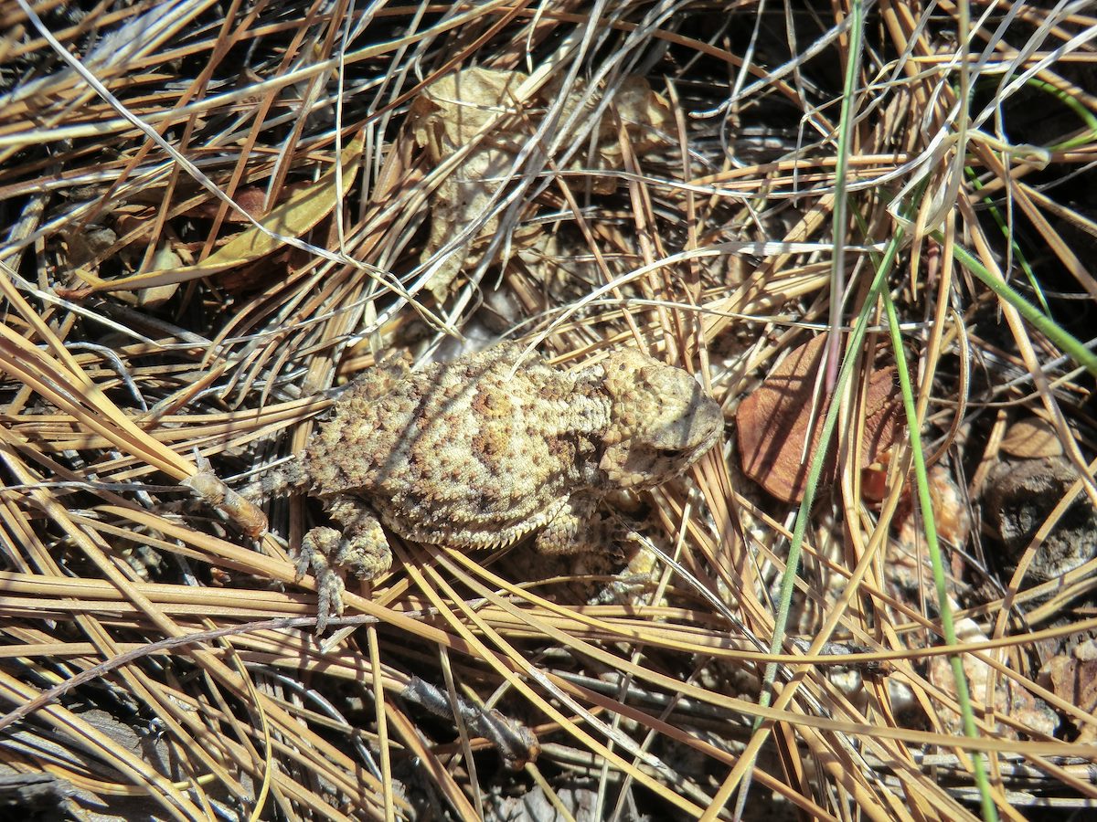 2013 May Horned Lizard