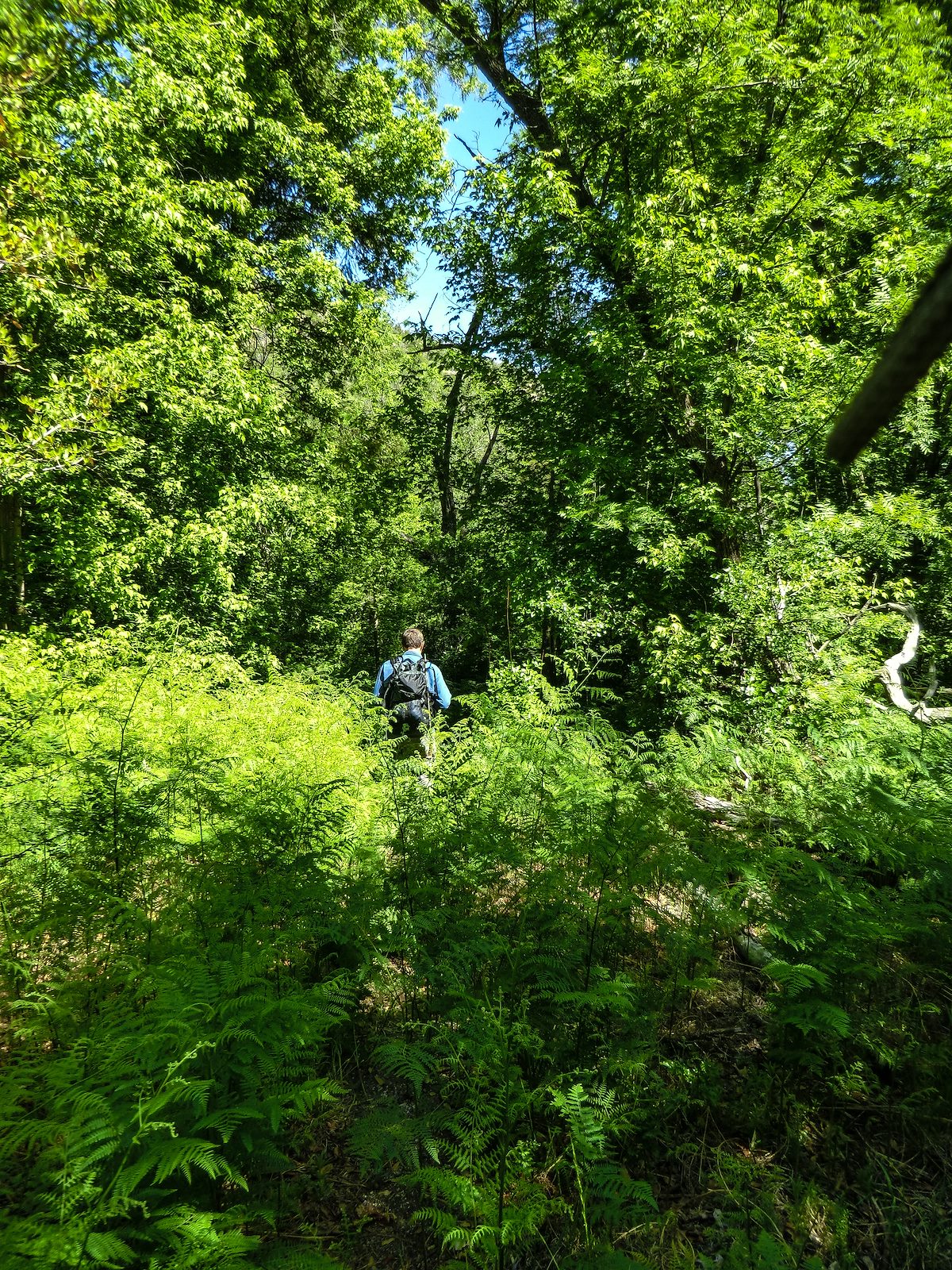 2013 May Lance in the ferns