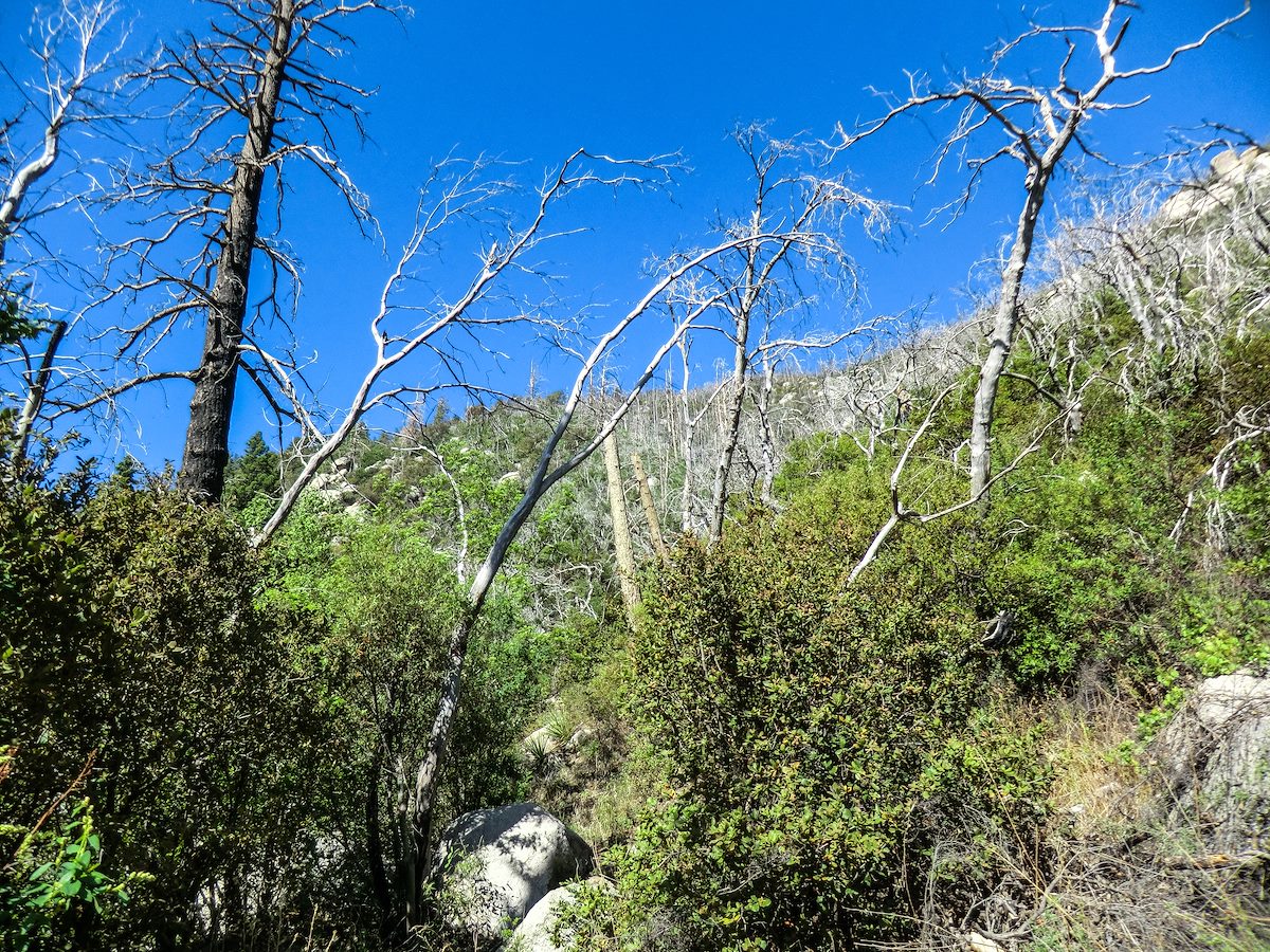 2013 May Old Skeletons and New Growth