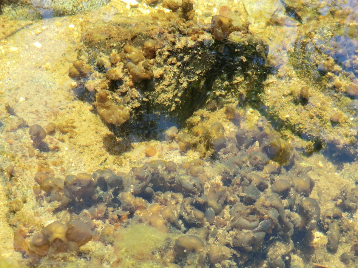 2013 May Stream Bottom