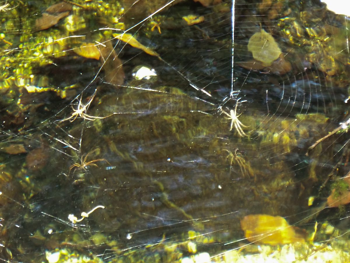 2013 May Underwater Spiders